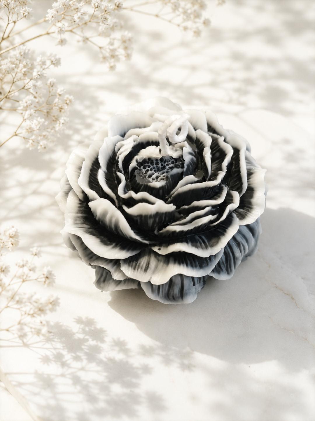 NOIR BLANCHE